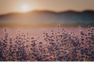 Vast purple lavender field in bloom, evoking the calm mindfulness that helps quiet self-criticism