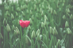 strong growing flower stands out among field