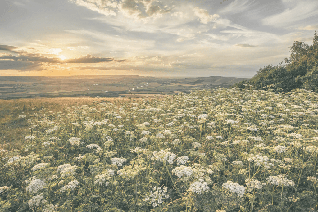 A vibrant field of wildflowers at sunset, representing hope and healing in LGBTQIA affirming therapy