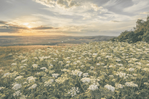 A vibrant field of wildflowers at sunset, representing hope and healing in LGBTQIA affirming therapy