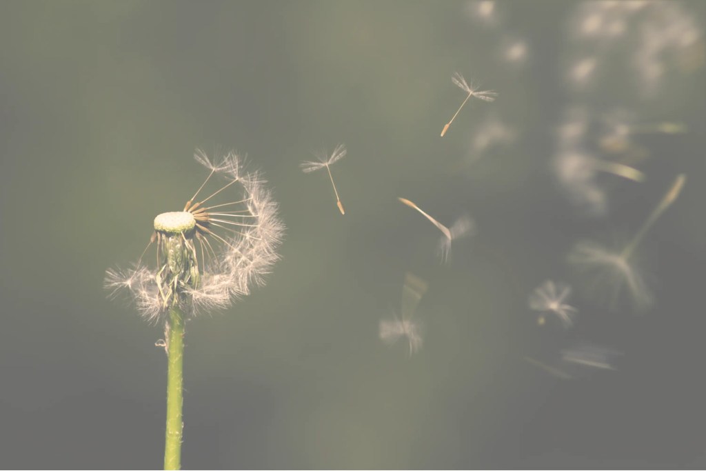 Dandelion seeds blowing gently in the wind.