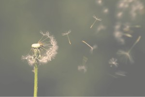 Dandelion seeds blowing gently in the wind.